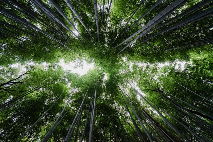5 Interesting Facts About Bamboo